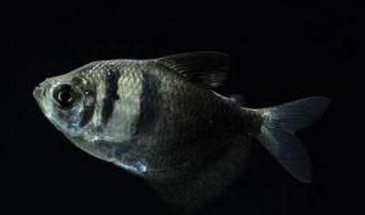 黑裙魚怎麼養？黑裙魚的常見病