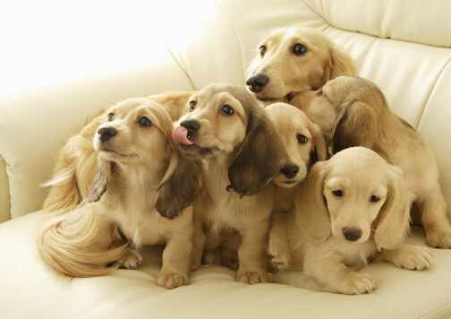 怎麼給狗狗喂藥？小狗如何喂藥？