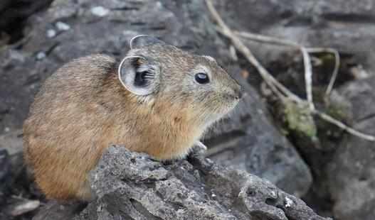鼠兔產自哪裡？鼠兔的外形特徵