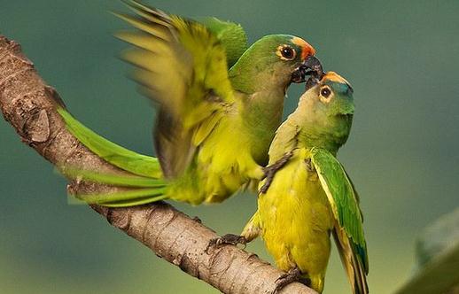 藍喉錐尾鸚鵡產自哪裡?藍喉錐尾鸚鵡的簡介