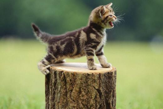 調教美國短毛貓的正確方法是什麼