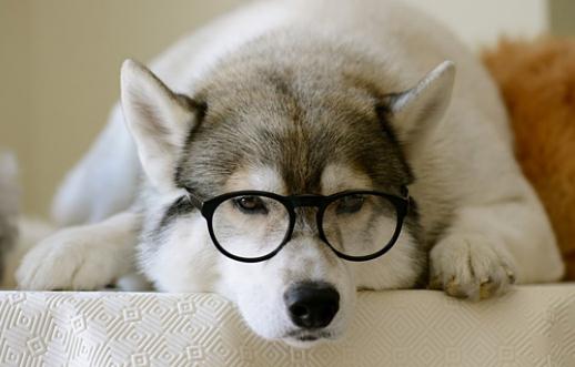 哈士奇怎麼訓練？哈士奇吃什麼？