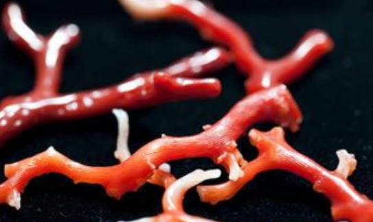 紅珊瑚的功效與作用-紅珊瑚是什麼？