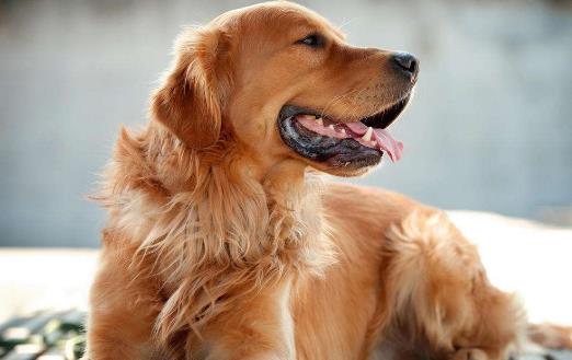 狗狗嘔吐狗狗嘔吐腹瀉治療方法