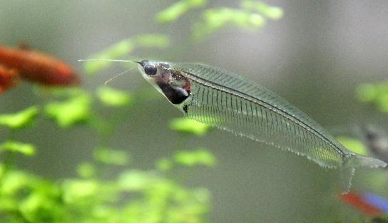 玻璃貓魚的簡介-玻璃猫的外形特徵