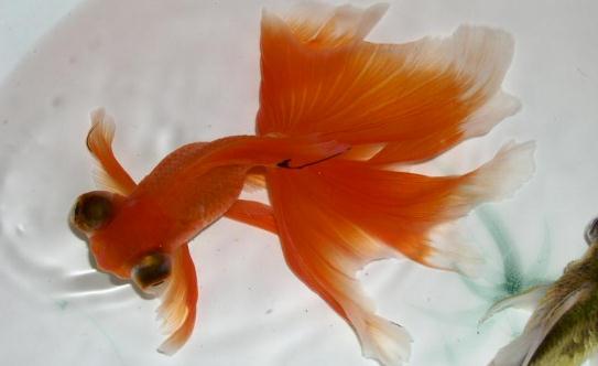 龍睛金魚的挑選標準-龍睛金魚的簡介