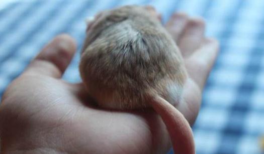 通心粉鼠的簡介-通心粉鼠怎麼養？