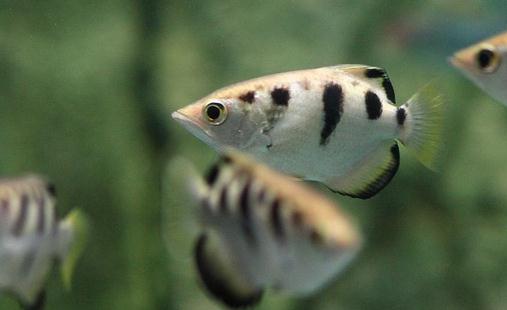 射水魚怎麼養？射水魚的品種