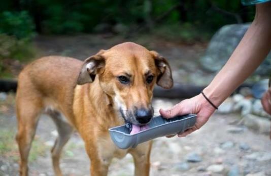 關於愛狗的日常急救常識