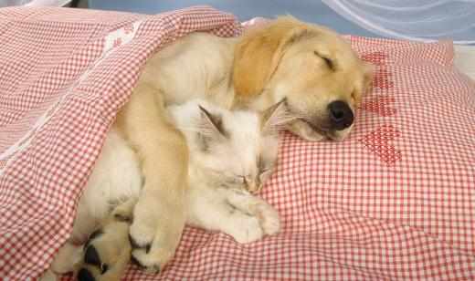 自製狗狗咬膠類狗糧的方法