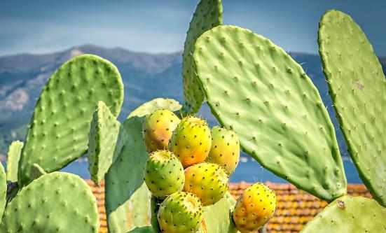 這4類花草養在家裡等於不要命