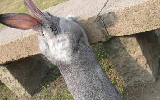 金吉拉兔的產地-金吉拉兔有哪些品種？