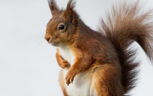松鼠模仿其他動物甚至人類松鼠吸引人的地方