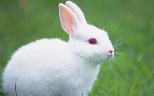 素食動物恐怖吃肉記素食動物本質太弱而吃不肉