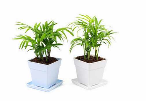 袖珍椰子的風水學應用-袖珍椰子與家居風格的搭配