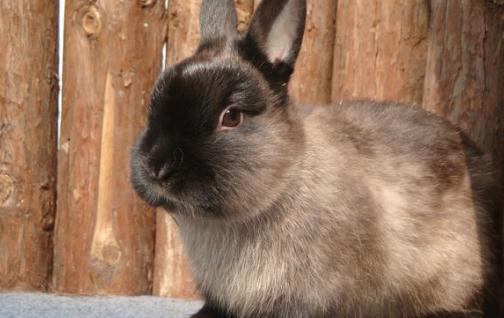 暹羅兔的價格-成年暹羅兔多少錢？