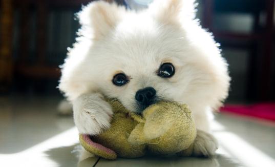 公母狗混養要隔開嗎？