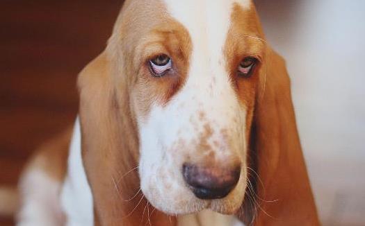 狗狗亂叫被鄰里投訴狗狗亂叫的原因和制止狗狗的方法