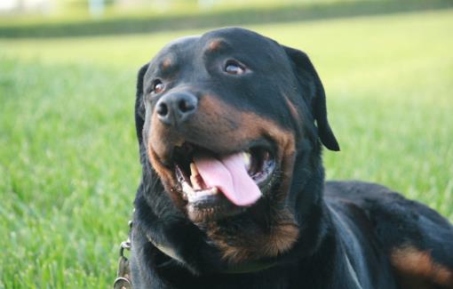 鏟屎官沒有留意到的小細節，讓狗狗倍感難受的同時，還容