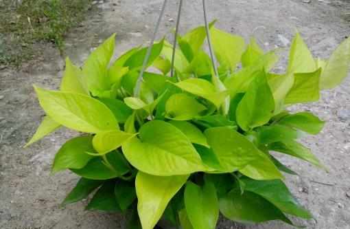 哪種花最好養？6種花，耐乾旱、好養活，開花還美豔