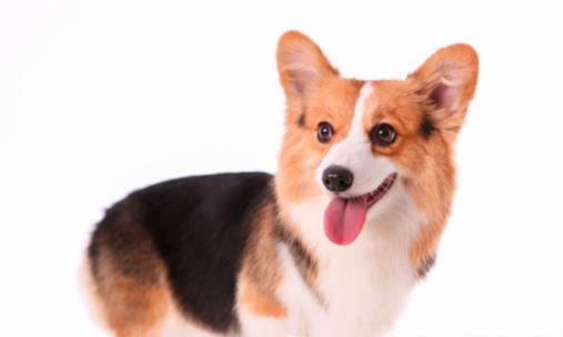 養狗人必知的狗狗嘔吐情况小狗不吃東西還吐怎麼辦