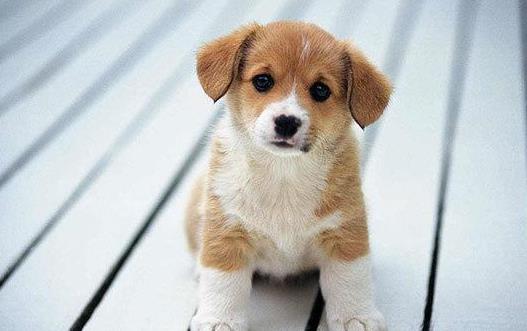 狗狗亂叫被鄰里投訴狗狗亂叫的原因和制止狗狗的方法