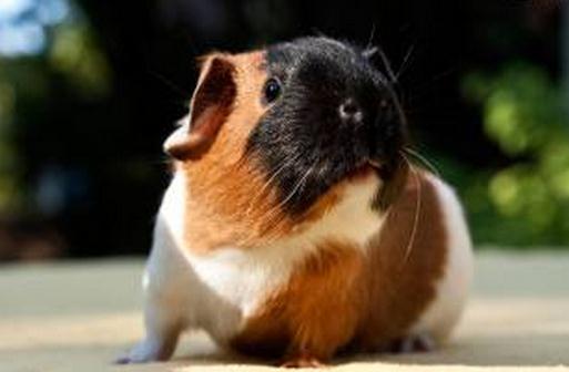 天竺鼠怎麼養？天竺鼠的形態特徵