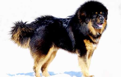 五個方面教你如何看出藏獒的身體健康情况