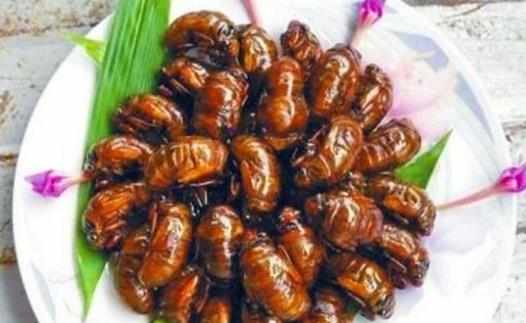 享用美味金蟬的同時避免破壞生態環境的建議