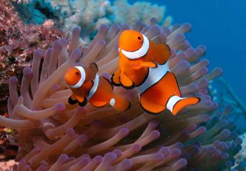 小丑魚怎麼養？小丑魚常見疾病如何治療？