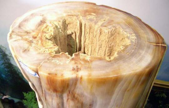 樹化玉有哪些價值？