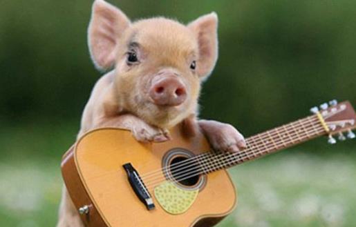 遛狗算什麼溜猪才新潮長不大的迷你豬備受關注