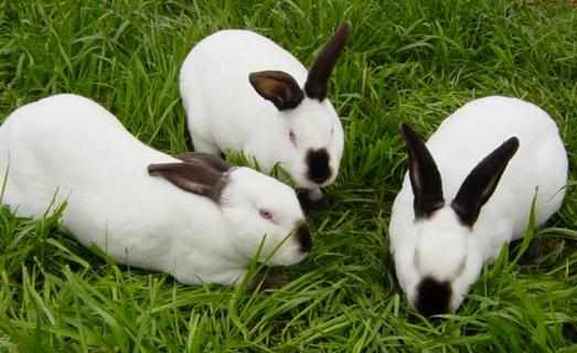 公羊兔怎麼養？公羊兔的產地是哪裡？