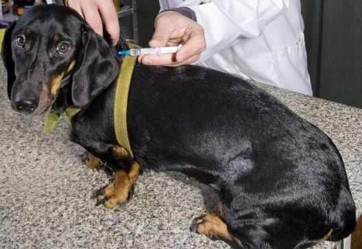 狗狗打針多少錢一針給狗狗打疫苗要注意的事項