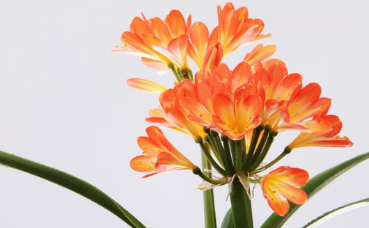 學花市選花技巧助家庭養花