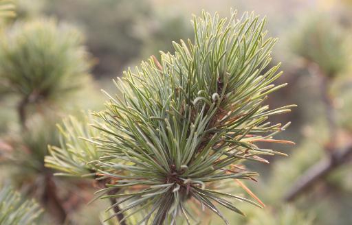 五針松的養殖方法-五針松是什麼？