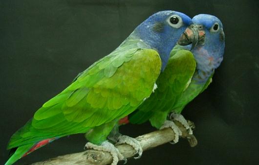 鱗頭鸚鵡是怎樣的？鱗頭鸚鵡的產地