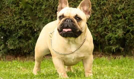 法國鬥牛犬怎麼養？法國鬥牛犬怎麼訓練？