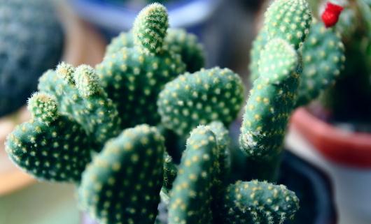 仙人掌的花語-仙人掌怎麼養殖?