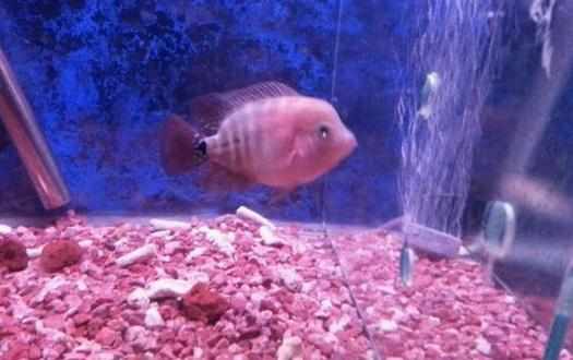 家裡養魚應該多久換一次水？