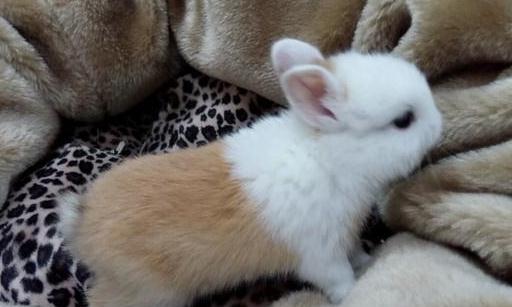 迷你雷克斯兔的簡介-迷你雷克斯兔外貌特徵