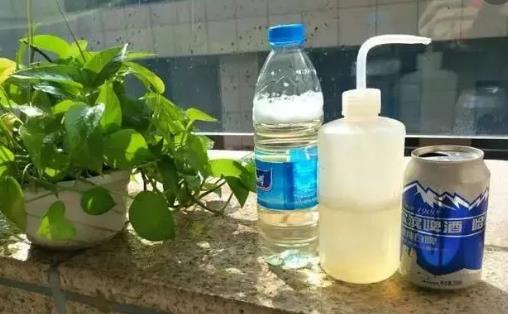 養花小技巧啤酒擦拭葉片會更加翠綠並富有光澤