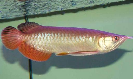 紅尾金龍魚怎麼養？紅尾金龍魚的價格