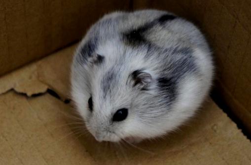 一線倉鼠怎麼養？一線倉鼠的餵食要點