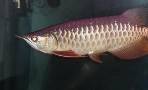 寶石龍魚的簡介-寶石龍魚價格如何？