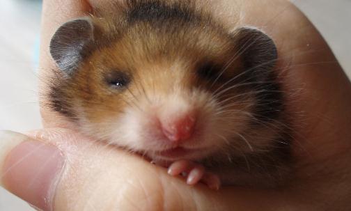 西施熊怎麼養？西施熊飼養環境