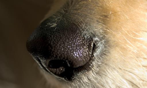 為啥狗鼻子變紅了？這才是真相！