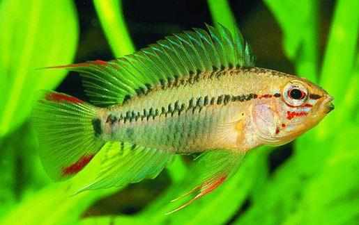 彩鰭短鯛是什麼？彩鰭短鯛怎麼鑒別？