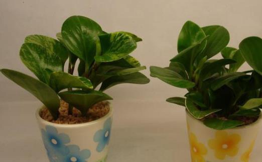 室內觀葉植物種類多差异大觀葉植物的常見問題診治