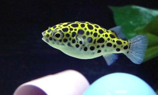 潛水艇魚的簡介-潛水艇魚的體型特徵